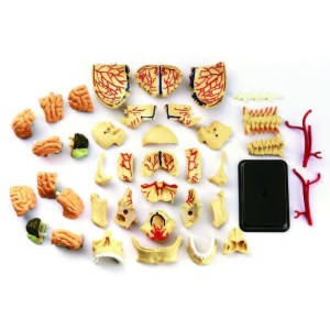 Cranial Nerve Skull Anatomy Model